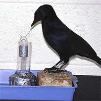 CUERVOS CON HERRAMIENTAS